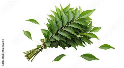Fresh curry leaves bunch isolated on transparent background