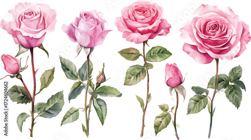 Elegant pink roses and buds botanical design for romantic and floral projects vector