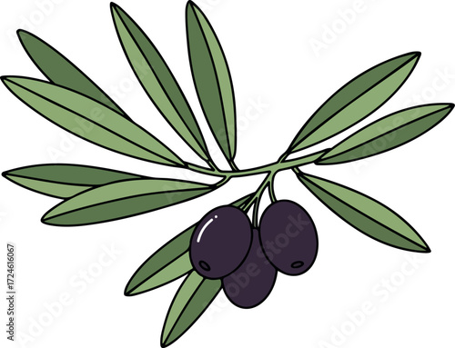 Olive branch with ripe olives and green leaves close up view.