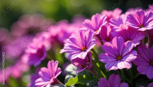 Vibrant Purple Flower Meadow in Full Sunlight Lush Blooms Perfect for Gardening and Floral Designs