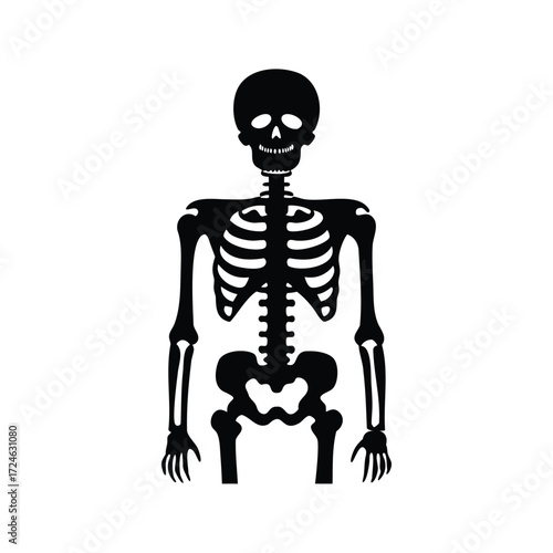 Spooky Skeleton Silhouette Standing Tall Against a White Background, Ready for Halloween, xray image silhouette vector illustration
