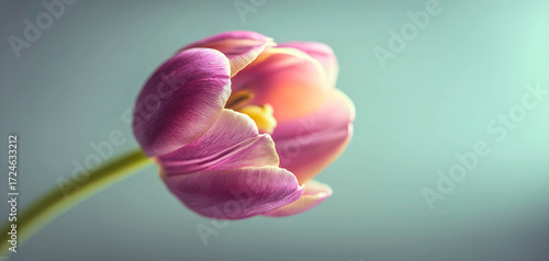 Delicate pink and purple tulip bud opening gently against a soft teal background