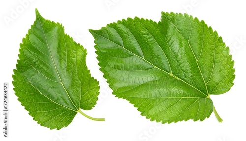 Two vibrant green mulberry leaves