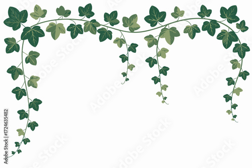 Lush green ivy vines gracefully arching and cascading with delicate leaves