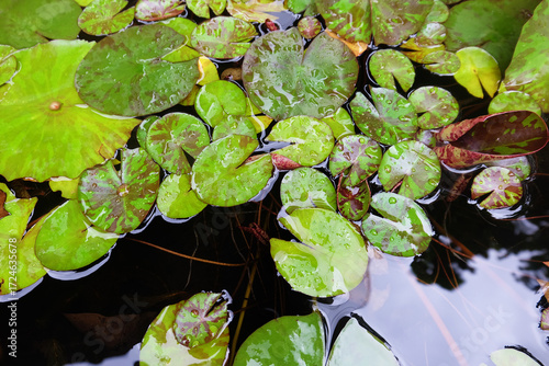 many lotus leaves without lotus