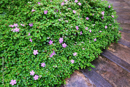 rotundifolia
TRAILING TIBOUCHINA, PINK LADY