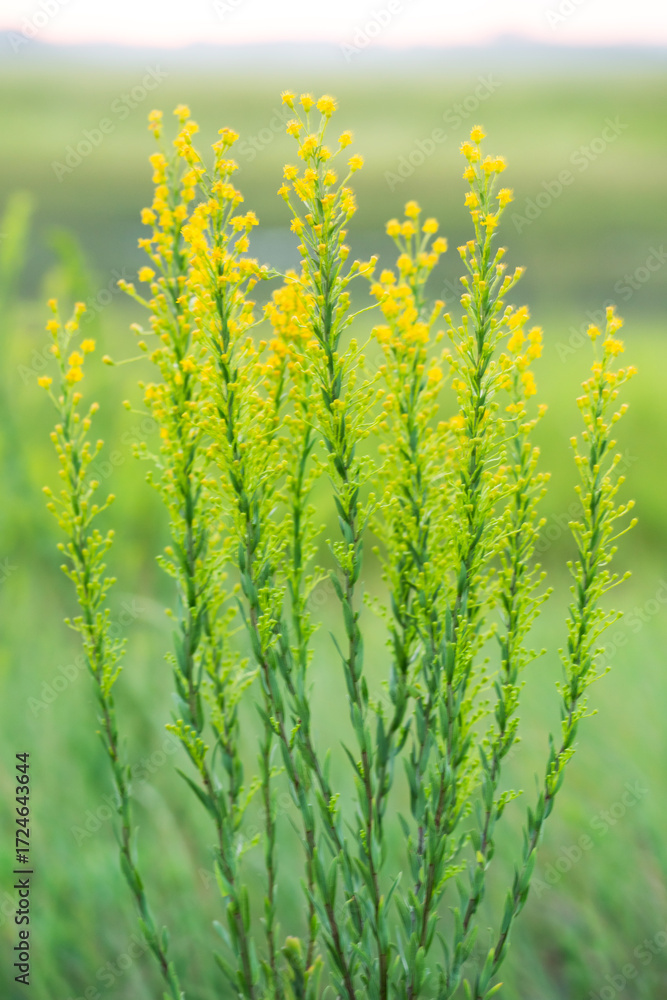 Obraz premium yellow rape field
