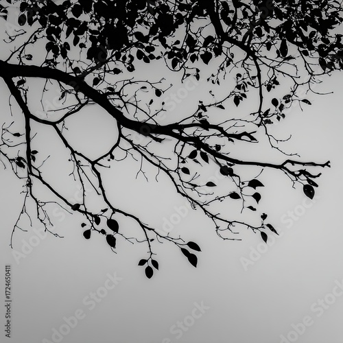 Silhouette of a tree branch and leaves against a light gray background