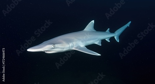 Shark in dark underwater environment