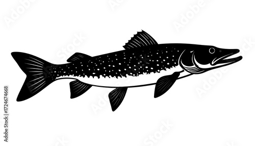 Silhouetted, long fish, side view
