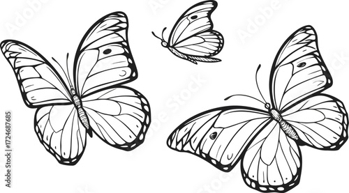butterfly vector illustration