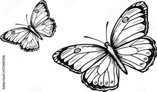 butterfly vector illustration