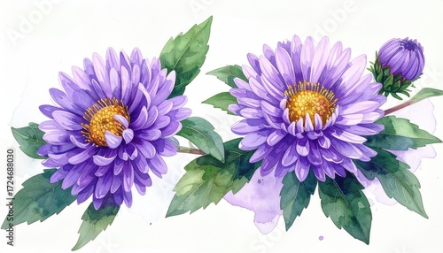 Two vibrant purple aster flowers with green leaves and a bud, depicted in a watercolor style against a white background with subtle water color splatters