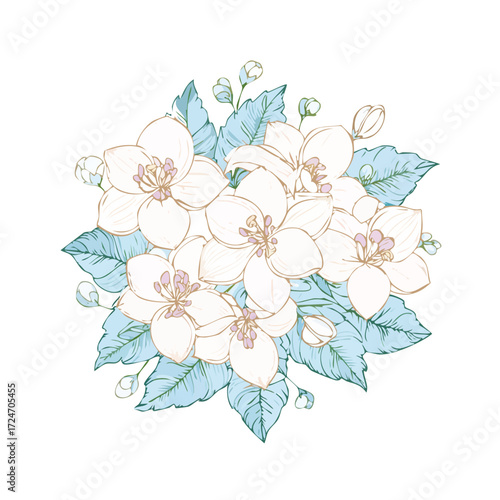 Illustration of white jasmine flowers with blue leaves.