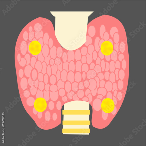 thyroid gland with parathyroid glands  view diagram useful educational biology science diagram.eps