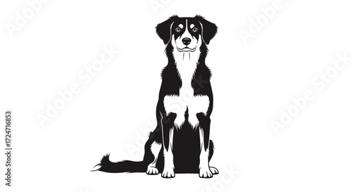 Elegant Border Collie Silhouette Isolated Pet Portrait Design