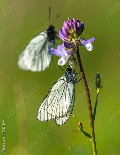 Two white butterflies on a purple flower