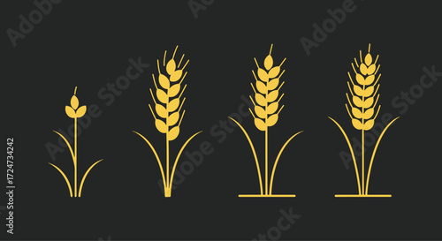 Illustration depicting the growth stages of golden wheat against a dark background.