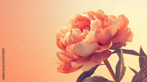 Blooming warm-toned peony flower with rich detailed petals and textures creating visual impact on light orange gradient background with ethereal laser beam blur effects for poster design.