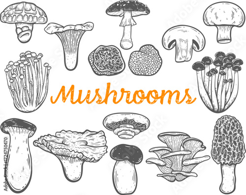 Mushrooms set engraving isolated. Fungi: beech, lobster, white button, cremini, morel, portobello, shiitake, fly agaric, porcini, king oyster, truffle, oyster, enoki, chanterelle