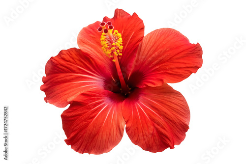 Red hibiscus flower isolated on transparent background