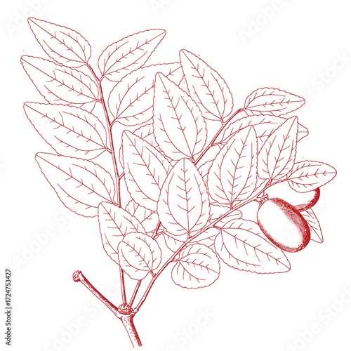 Hand drawing of a tree branch.