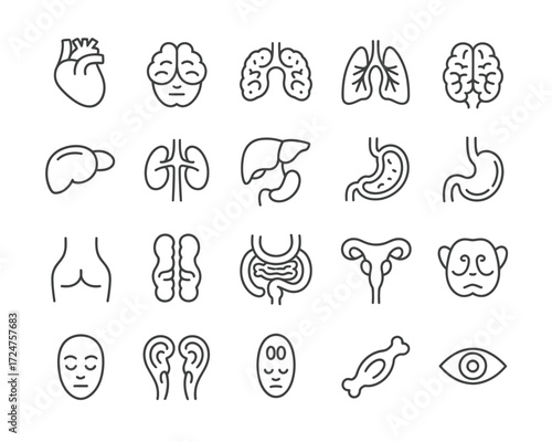 Vector eps icon set thirty medical human organs line art illustration scalable healthcare graphics vector