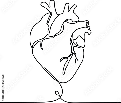 Anatomical heart minimalist one line illustration Detailed anatomical human heart drawn in continuous line art symbol of life love and health