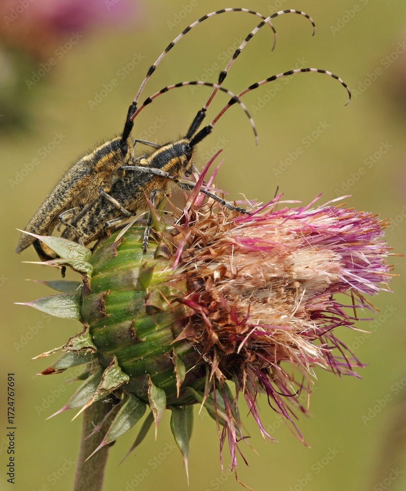 Φωτογραφία Two Golden-bloomed Grey Longhorn Beetles (Agapanthia villosoviridescens) on a plant, likely a thistle or similar herbaceous plant