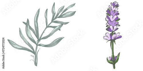 Lavender plant illustration, purple lavender flowers vector, aromatic herbal plant, hand drawn botanical clipart for invitations, posters, banners and designs