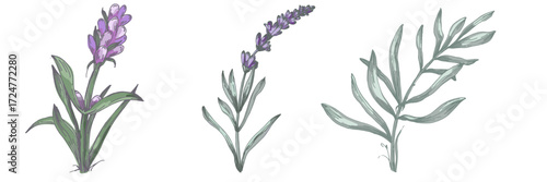 Lavender plant illustration, purple lavender flowers vector, aromatic herbal plant, hand drawn botanical clipart for invitations, posters, banners and designs
