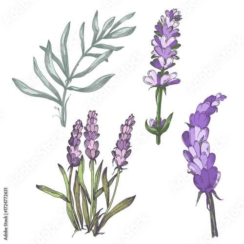 Lavender plant illustration, purple lavender flowers vector, aromatic herbal plant, hand drawn botanical clipart for invitations, posters, banners and designs