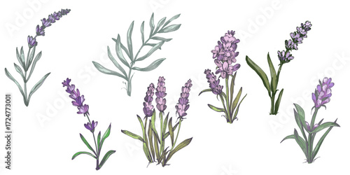 Lavender plant illustration, purple lavender flowers vector, aromatic herbal plant, hand drawn botanical clipart for invitations, posters, banners and designs