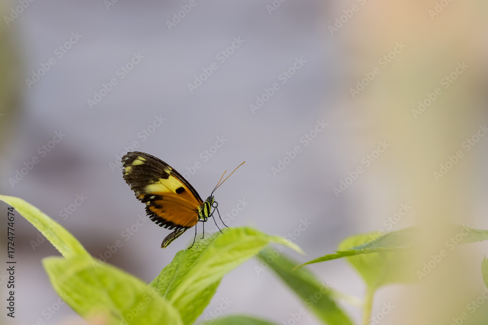 Fototapeta premium Small Common postman butterfly on the leaf close up view.