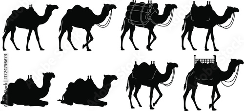 Camel silhouette, walking pose, sitting camel, desert transport, pack animal, saddle load, caravan scene, nature icon, travel, nomadic life