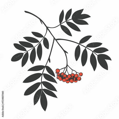 Rowan Tree Branch with Berries Vector