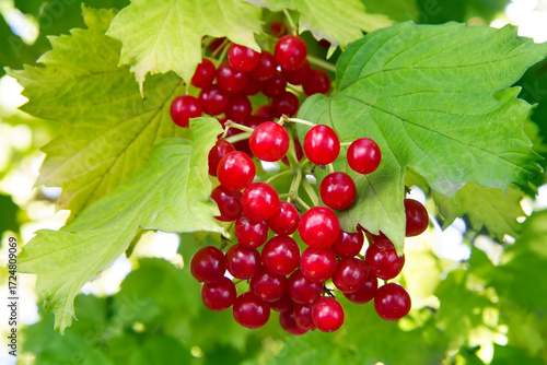 Fruits of viburnum opulus on the branch of the viburnum bush. Red natural viburnum berries