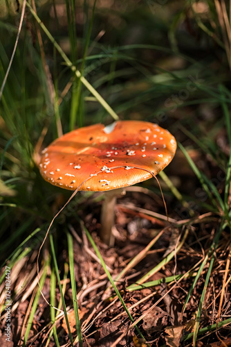 Fly agaric in the forest. Poisonous mushroom with a red cap with white dots