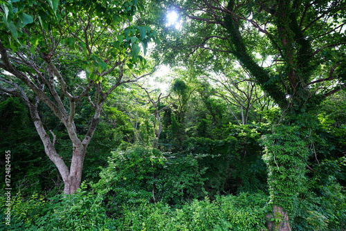 Fotografie dense primeval forest with ferns and old trees
