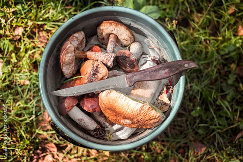 Basket of porcini mushrooms in the forest