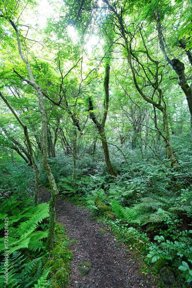 Obraz premium dense spring forest and fine path