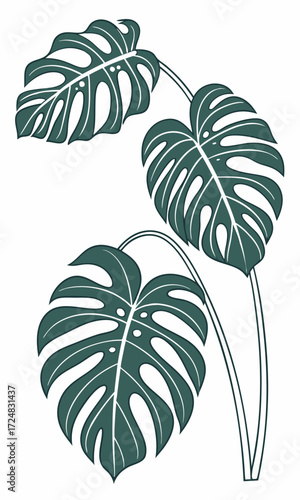 Stylized Monstera Deliciosa Leaves with Distinctive Fenestrations and Graphic Design