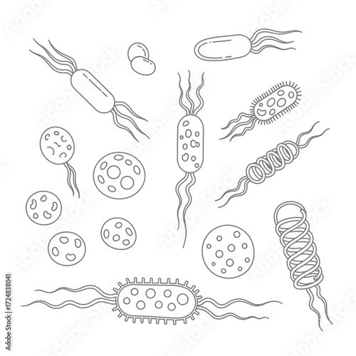 Bacterial Morphology Line Art Shapes and Structures of Bacteria