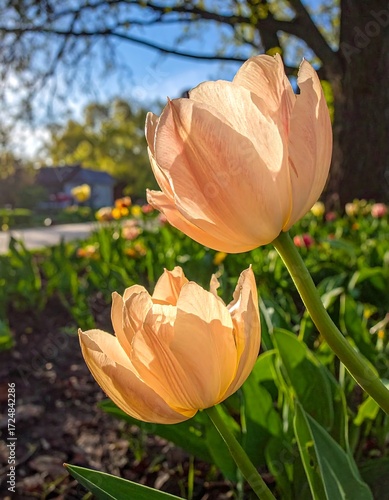 Two peach tulips in sunlight