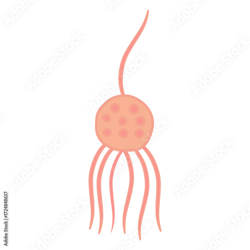 Chytridiomycota Fungi