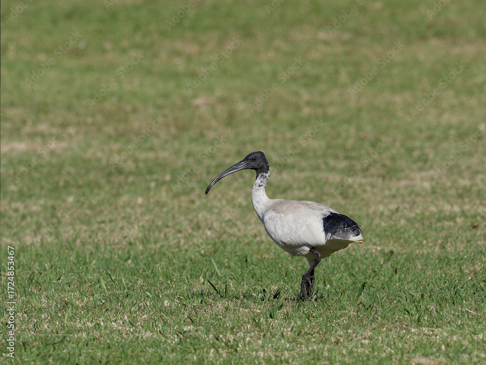 Naklejka premium Australian White Ibis (Threskiornis molucca) standing on grass field.
