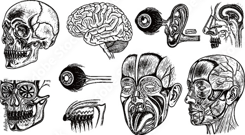 hand-drawn vector illustration set of the human head's anatomy in a classic chalkboard style