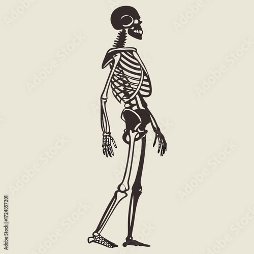 Skeleton. Human skeleton silhouette - bones, ribs, spine, skull, joints, arms, legs. Complete human structure, anatomically correct realistic vector illustration