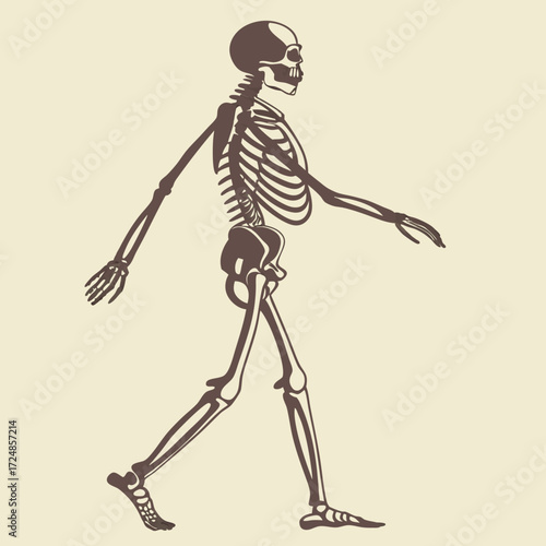 Skeleton. Human skeleton silhouette - bones, ribs, spine, skull, joints, arms, legs. Complete human structure, anatomically correct realistic vector illustration