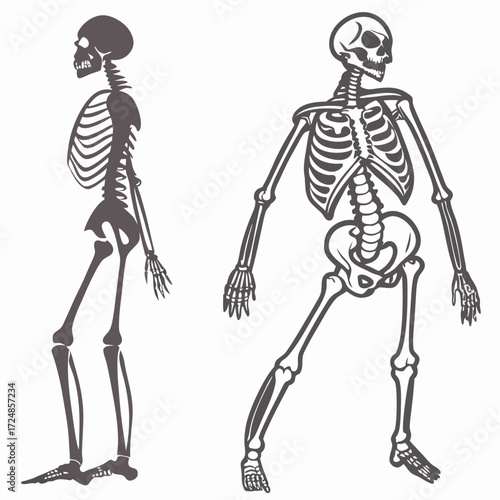 Skeleton. Human skeleton silhouette - bones, ribs, spine, skull, joints, arms, legs. Complete human structure, anatomically correct realistic vector illustration